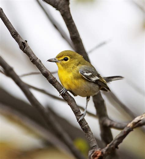 Yellow-throated Vireo - eBirdr