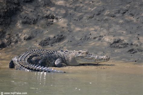 Saltwater Crocodiles At Bhitarkanika National Park - Inditales