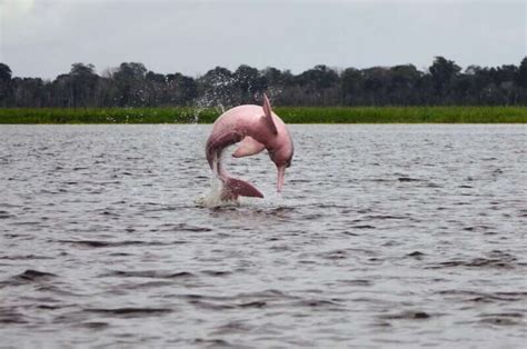 Listening in on endangered Amazon River dolphins