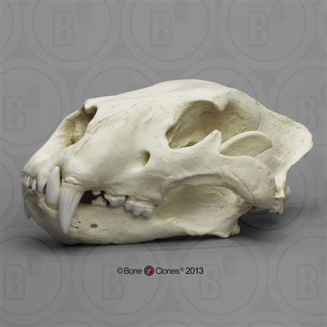 American Lion Skull Antique Finish - Bone Clones, Inc. - Osteological ...