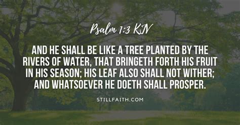 100 Bible Verses about Trees (KJV) | StillFaith