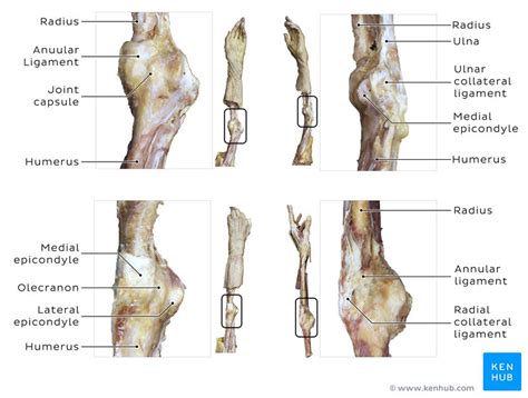 Elbow joint: Anatomy, ligaments, movements, blood supply | Kenhub