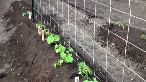 Growing Cucumbers Vertically - YouTube