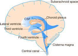 Choroid plexus