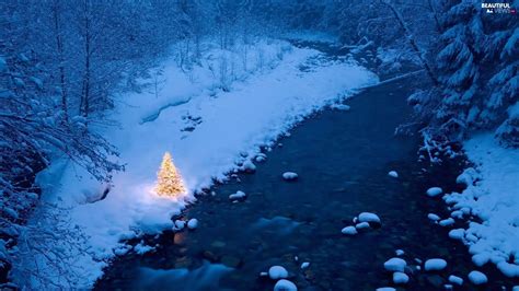 christmas tree, Christmas, River, forest, winter - Beautiful views ...