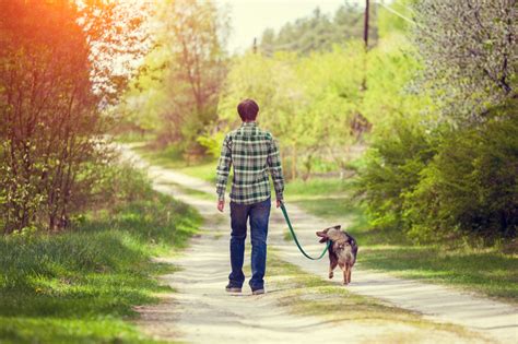 How Much Exercise Do Dogs Need? - Hunters Lodge