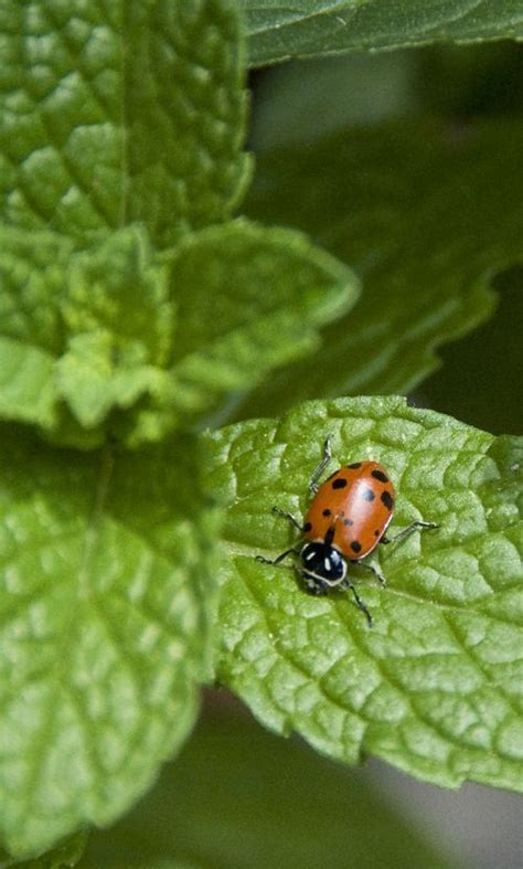 26 Plants that Attract Ladybugs | Backyard garden diy, Growing herbs outdoors, Plants