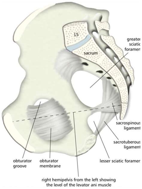 Obturator Hernia Anatomy