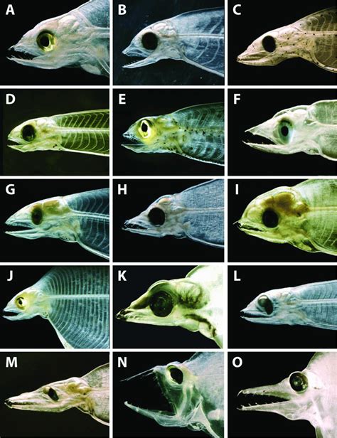 Photographs showing typical head and jaw shapes of many types of... | Download Scientific Diagram