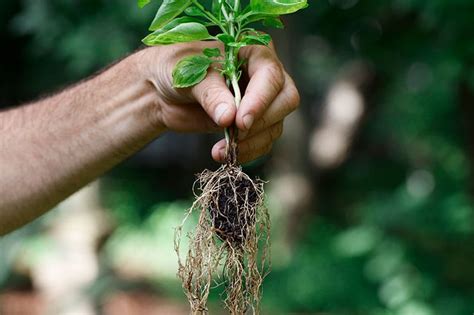 HOW PLANTS COMPETE FOR UNDERGROUND REAL ESTATE AFFECTS CLIMATE CHANGE AND FOOD PRODUCTION