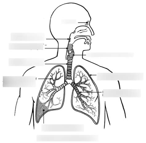 Unlabeled Diagram Of The Respiratory System