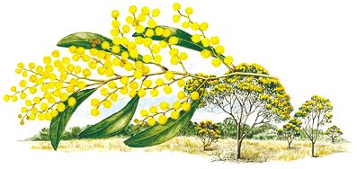 Commonwealth - Floral Emblems - Australian Plant Information