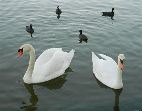 Swans And Ducks Photograph by Warren Thompsom