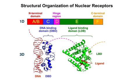 Nuclear receptors and endocrine disruptors in fetal and neonatal testes