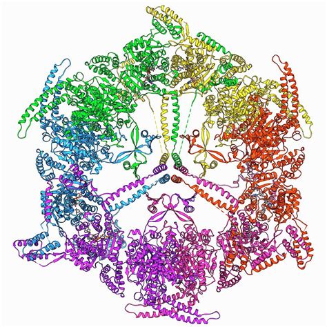 Fatty Acid Synthase Molecule Photograph by Laguna Design/science Photo ...