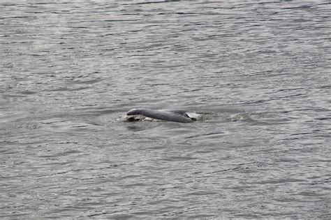 Beluga Whales | Turnagain Arm | Marc Hagen | Flickr