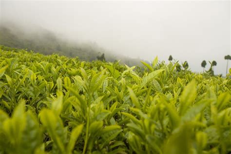 Ilam Tea Garden Farm in Kanyam Illam Stock Photo - Image of illam, ilam: 263483622