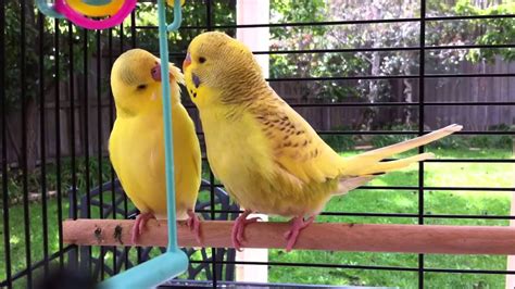 Gay budgies kissing and flirting - YouTube