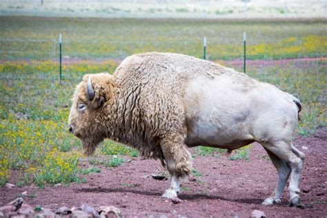 White Bison Free Stock Photo - Public Domain Pictures