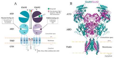 Biomolecules | Free Full-Text | Glutamate-Gated NMDA Receptors ...