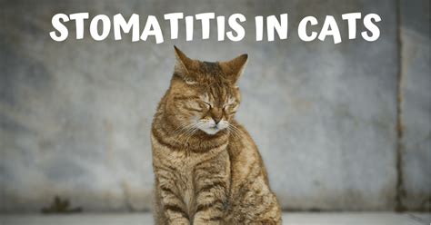 Stomatitis in cats - I Love Veterinary