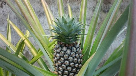 How to Care For a Pineapple Plant (Indoor Houseplant) — Empress of Dirt