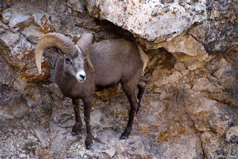 Rocky Mountain Bighorn Sheep | Dennis Flood Photography