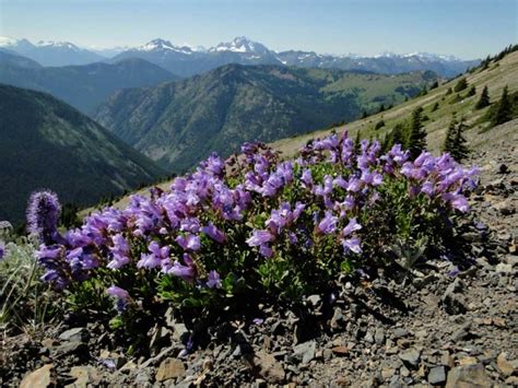 Alpine Flowers in the Mountains Photos