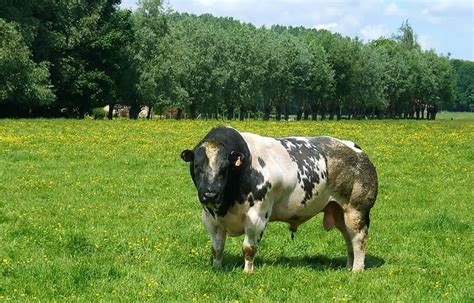 Belgian Blue Cow – All You Need To Know About This Breed As A Farmer – FarmerDB