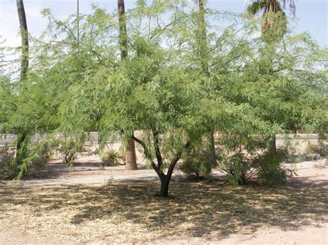 Chilean Mesquite - Gothic Landscape, Inc