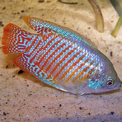 Neon Blue Dwarf Gourami MALE - Aquatics To Your Door