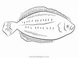 Flounder 7 Coloring Page For Kids  Free Flounders Printable sketch template