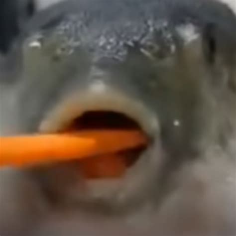 Pufferfish eating a carrot by Melona Sound Effect - Meme Button - Tuna