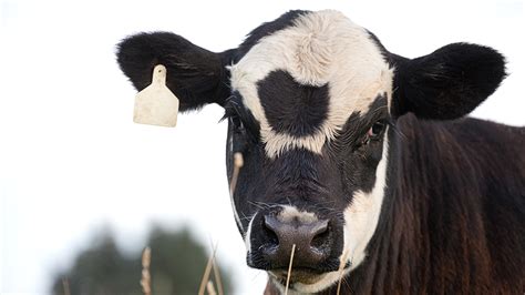 How cross-breeding beef and dairy cows can improve sustainability on ...