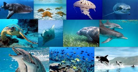 Marine Biom: Marine Biome: Animals