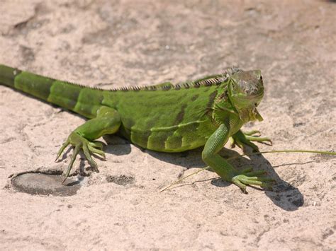 The Online Zoo - Green Iguana