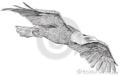 Soaring Eagle - Sketch Royalty Free Stock Photos - Image: 22858038