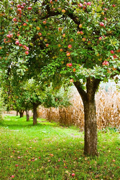 Fruit Trees: What to Grow and How to Prune Them