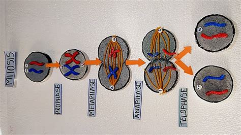 Mitosis Cell Division Model | Phases of mitosis | cell divisionl | How to make Cell division ...