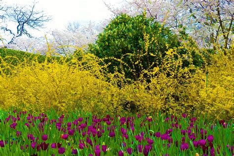 Layers of Spring Flowers at the Dallas Arboretum Photograph by Sandra Kent - Fine Art America