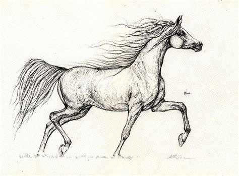 Arabian Horse Drawing 2013 09 13c Drawing by Angel Ciesniarska