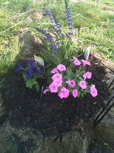 Stump planter | Old tree becomes new garden | Doug McCaughan | Flickr