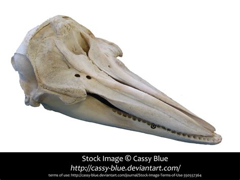 Dolphin Skull Stock by Cassy-Blue on DeviantArt