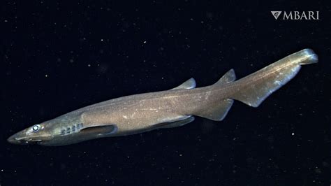 Deep-sea catsharks are the largest family of living sharks - YouTube