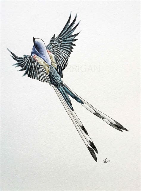 Watercolor Scissor tailed flycatcher / State bird of Oklahoma / watercolor bird painting www ...