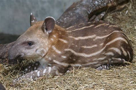 Tapir Facts: 50 Things You Should Know About About The Gardeners Of The ...