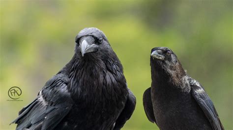 American Crow vs Common Raven - A Tale of two corvids