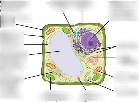 Autotrophic Eukaryotic Cell Part 1 Diagram | Quizlet