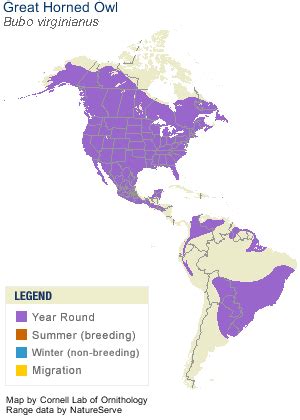 Great Horned Owl, Identification, All About Birds - Cornell Lab of ...