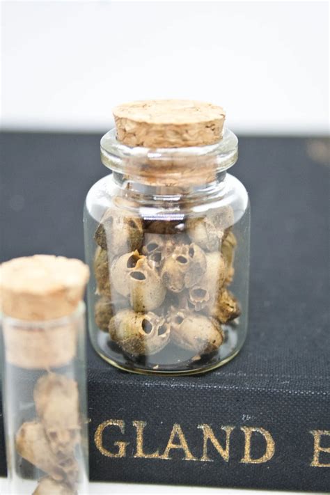 Dried Snapdragon Skull Seed Pods West Coast Garden Grown - Etsy Canada ...